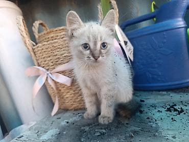 В Добрые руки. БЕСПЛАТНО!!!Котята домашние, разноокрасочные: -