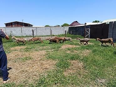 полка ветирена: Продаю | Овца (самка) | Полукровка, Арашан — 3