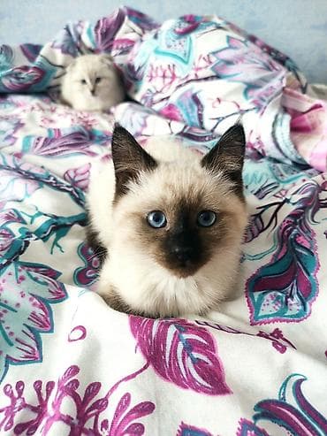 золотая шотландская шиншилла: 🐾 Чистокровный Шотландский прямоухий котёнок (Scottish Straight), 4 — 3