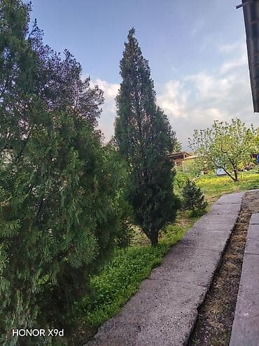 gen kg: Туи и ель для ландшафтного озеленения, цена договорная - Породы: туя — 2