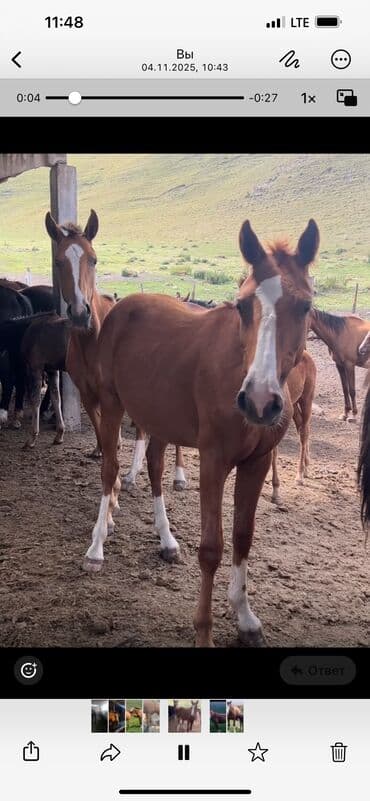 аппарат для дойки коров: Продаю | Кобыла (самка) | Дончак, Полукровка | Племенные — 5