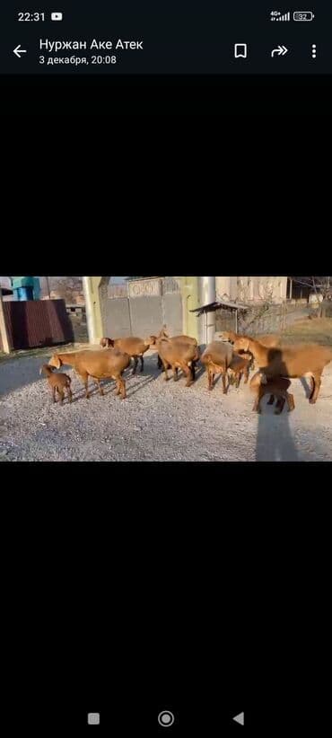 сх животные и товары: Продаю | Овца (самка) | Для разведения | Ягнившаяся — 4