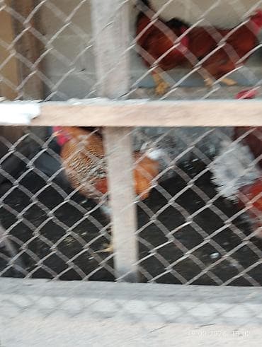 грызуны домашние: Продаю | Куры | Домашняя | Для разведения — 3