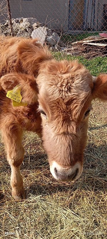 тай бишкек: Сатам | Бука (эркек) | Ангус — 5