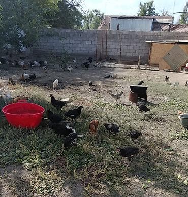 куры простые: Продаю | Цыплята | Домашняя | Для разведения — 1