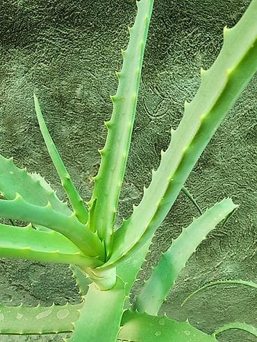Алоэ: Алоэ вера (Aloe vera) лекарственное суккулентное растение. (7лет) — 1