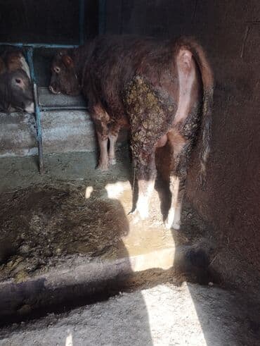 быки оптом: Продаю | Бык (самец) | На откорм, На забой, Для разведения — 3