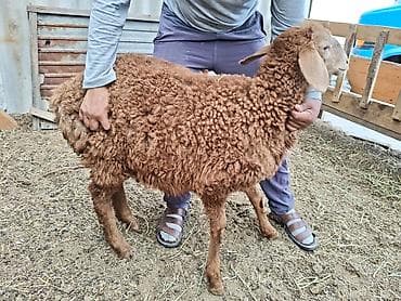 Продаю | Ягненок | Для разведения at lalafo.kg Продаю | Ягненок | Для разведения