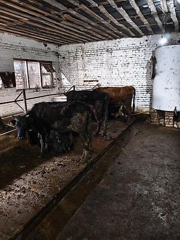 уй жаныбар: Сатам | Уй (ургаачы), Кунаажын | Сүт алуу үчүн | Байланган — 7