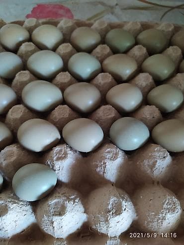 боровая матка: Продаю яйца фазанов по 100 с, инкубационные, румынские и маньчжурские — 1