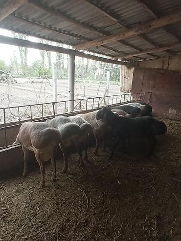 куры несущки: Продаю | Овца (самка) | Для разведения | Матка — 1