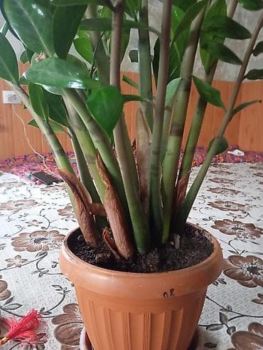 фикус черный принц: Высота 90 см — 2