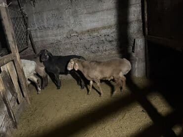 котята британцы: Продаю | Баран (самец) | Полукровка | На забой — 3