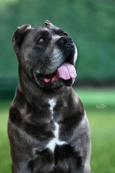 Вязка: Кане-корсо, Самец, Более 5 лет