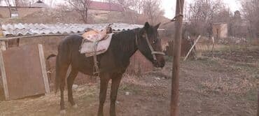 отдам даром охотничью собаку: Продаю | Конь (самец) | Полукровка, Кара Жорго | На забой, Для разведения, Рабочий | Мерин — 8