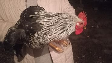 мясо бройлера цена бишкек: Птицы — 4