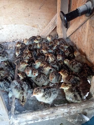 кара балта уйлар: Продаю индюшек, породы: бронза. Родительское стадо из России. 113 — 2