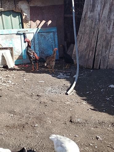 Мышыктар: Сатам | Короздор | Тебиштирүүчү | Көбөйтүү үчүн — 4