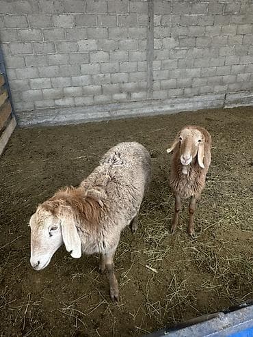 где продаются собаки: Продаю | Овца (самка) | Арашан | Для разведения — 1