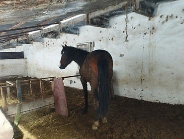 лошади в канте: Продаю | Кобыла (самка) | Кара Жорго | На забой — 2
