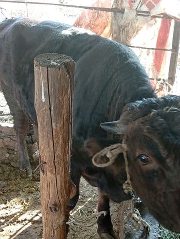 французского бульдога: Сатам | Бука (эркек) | Бордоп семиртүү үчүн | Байланган — 1