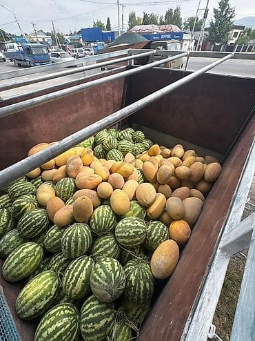 Продукты питания: Арбузы Оптом, Платная доставка — 2