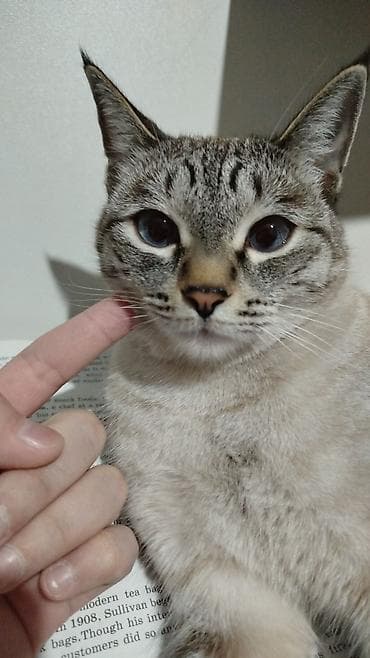 Кошка даром: Беспородная, 1 год, Девочка, Приучена к лотку at lalafo.kg Кошка даром: Беспородная, 1 год, Девочка, Приучена к лотку