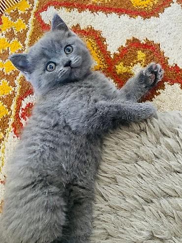 кандек собака: Котята, домашнее выращивание. - Породы/типы: один котёнок однотонный — 1