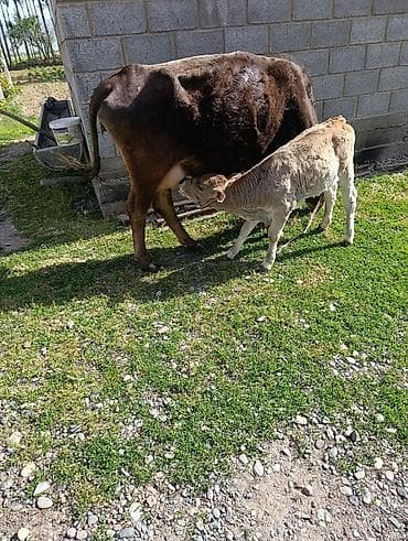 самка корова: Продаю | Корова (самка) | Для молока | Привязанные — 2