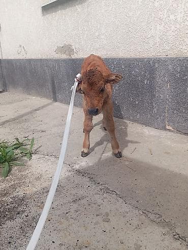 жылкы жаныбар: Сатам | Музоо | Бордоп семиртүү үчүн | Байланган — 3