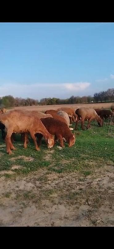 кошка анжела: Продаю | Овца (самка) | Для разведения | Матка — 2