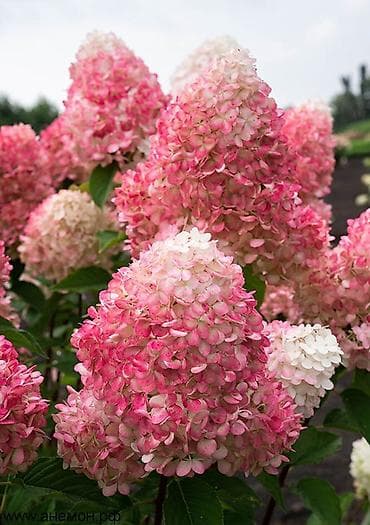 Саженцы — 2