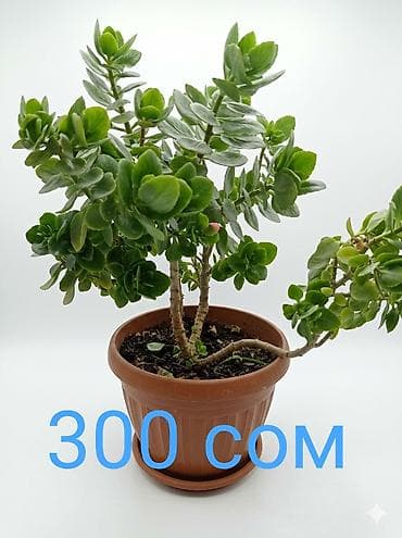 леди баг и супер кот: Комнатные растения в горшках. - Сансевиерия (щучий хвост) — — 5