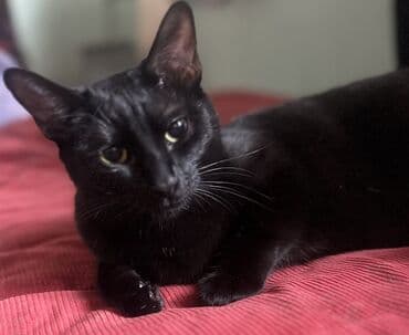 10 месяцев, Девочка, Приучена к лотку