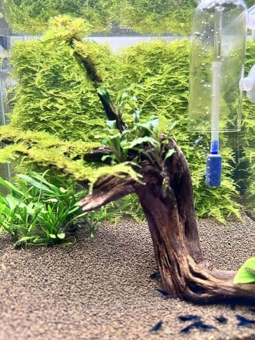 купить аквариумных рыбок в бишкеке: Мох аквариумный Christmas Moss (рождественский) Активный, здоровый мох — 3