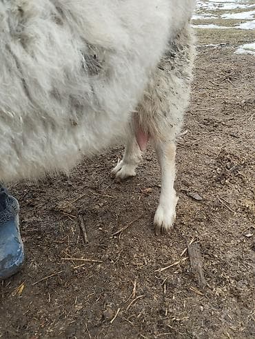 продаю коз: Продаю | Коза (самка) | Для молока — 5