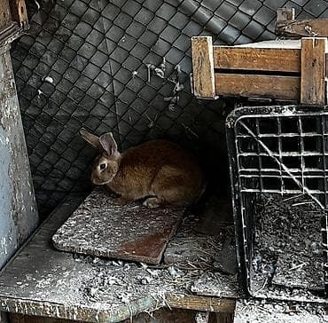 зайчик ош: Продаю | Крольчиха (самка) | Декоративная | Для разведения — 3