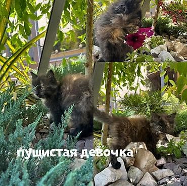 Мышыктар: Их уже выбросили однажды в коробке, но нашлись добрые люди, у которых — 2