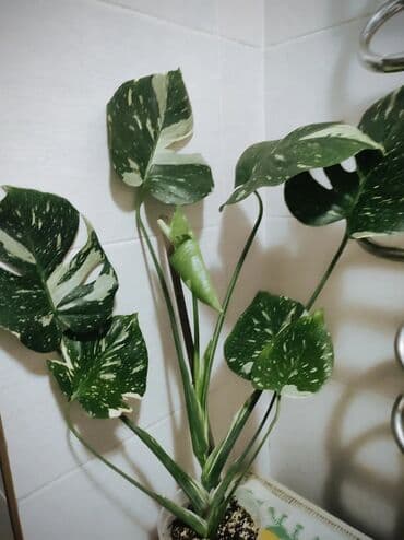 семена адениума купить: Көчөттөр гүлдүн: Флокстор — 27