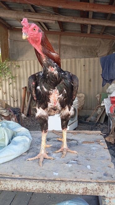 наполнители для кошек: Продаю яйца от бойцовой птицы дакан тукум Жумуртка сатылат дакан — 7