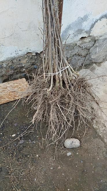 гредский орех: Саженцы фундука (лесной орех– - Порода: фундук (лесной орех). - — 2