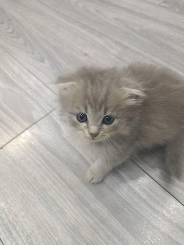 голубая вислоухая кошка: Пушистые котята, домашнего выращивания. - Возраст на фото: примерно — 4