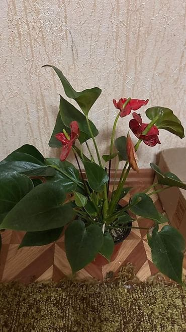 цикломен цветы: Комнатные растения в горшках: 1) Спатифиллум (Spathiphyllum) — — 2