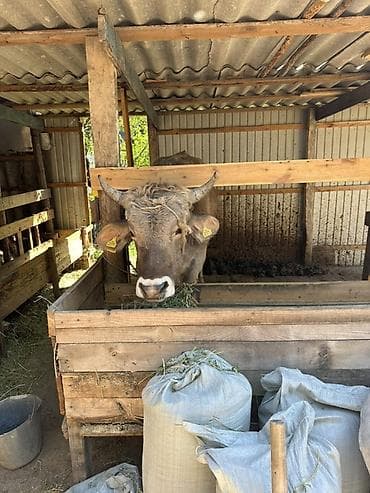 бык ангуст: Продаю | Бык (самец) | Для разведения | Осеменитель — 4