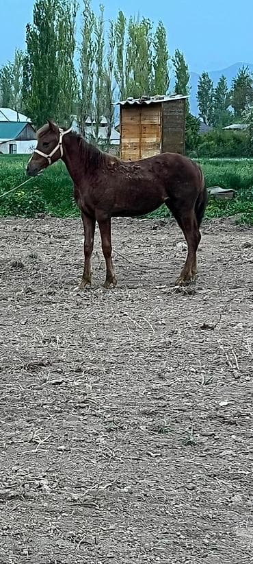 Продаю | Жеребенок | Конный спорт