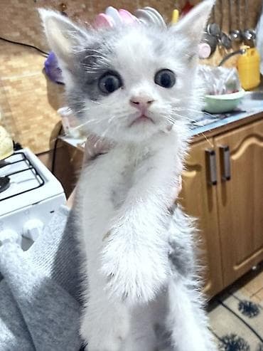 Котёнок, окраса бело-серый (би-колор). Крупные выразительные глаза