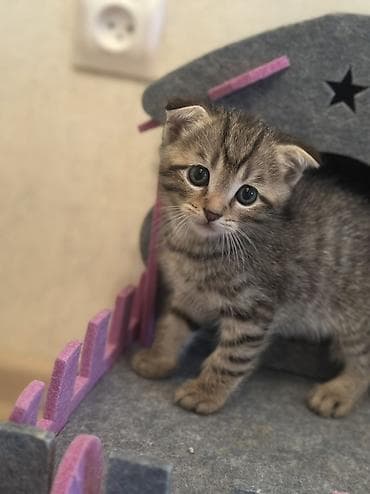 коротколапая кошка: Малышам 15 июля исполнился один месяц. Две девочки и три мальчика — 1