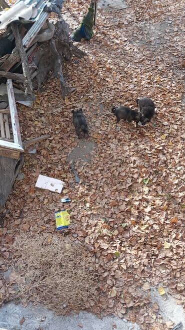 Собака даром: Дворняжка, 1 месяц, Самка at lalafo.kg Собака даром: Дворняжка, 1 месяц, Самка