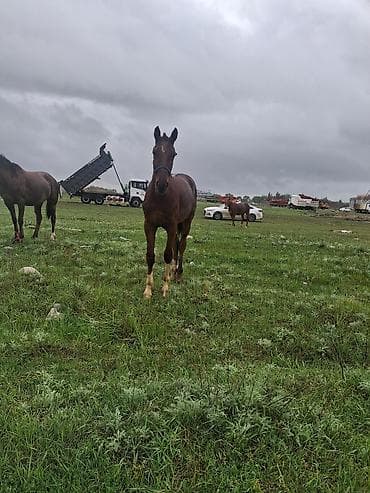 саар уй: Продаю | Кобыла (самка) | Рабочий — 5