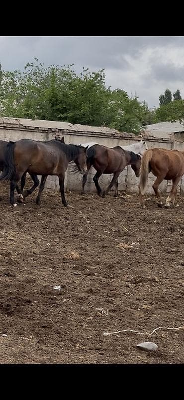 ящик пчела: Продаю | Кобыла (самка) | Для разведения | Племенные — 4